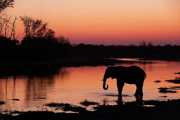An African elephant, Loxodonta Africana, drinking in the Khwai River at sunset, Okavango Delta, Botswana