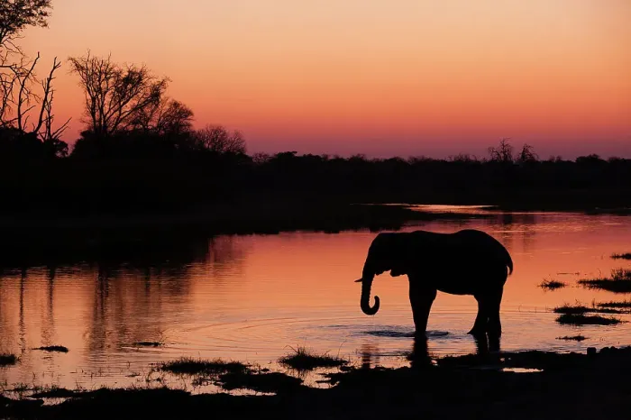 Framed Print : An African elephant, Loxodonta Africana, drinking in the Khwai River at sunset, Okavango Delta, Botswana Framed Print : An African elephant, Loxodonta Africana, drinking in the Khwai River at sunset, Okavango Delta, Botswana