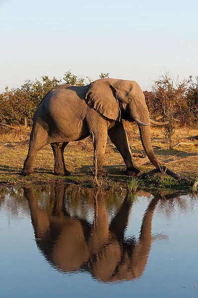 An African elephant, Loxodonta Africana, walking beside a waterhole. Okavango Delta, Botswana