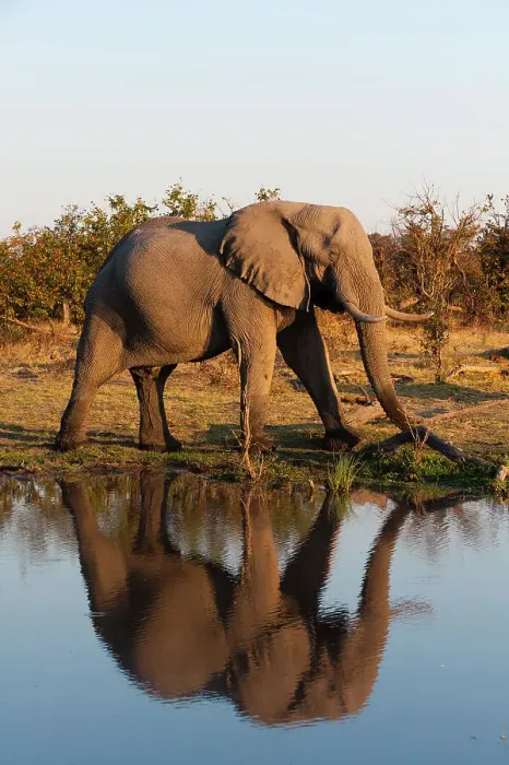 Framed Print : An African elephant, Loxodonta Africana, walking beside a waterhole. Okavango Delta, Botswana Framed Print : An African elephant, Loxodonta Africana, walking beside a waterhole. Okavango Delta, Botswana