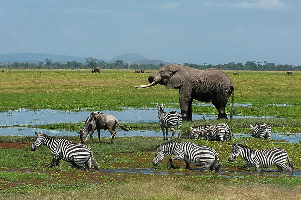 An African elephant, Loxodonta Africana, common zebras, Equus quagga, and a wildebeest, Connochaetes taurinus, drinking at a waterhole. Amboseli National Park, Kenya, Africa