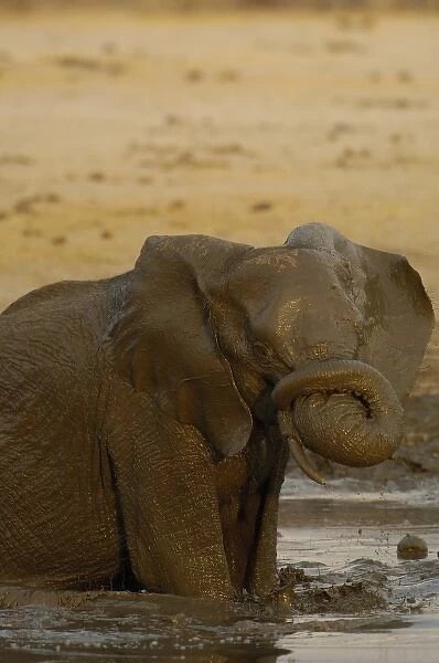 African elephant (Loxodonta africana) enjoying the water. Makalolo Plains, Hwange National Park