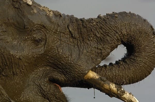African elephant (Loxodonta africana) at a waterhole drinking after having a mud bath