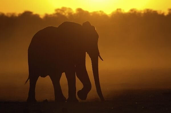 African elephant (Loxodonta africana) at sunset. Males are usually solitary or sometimes