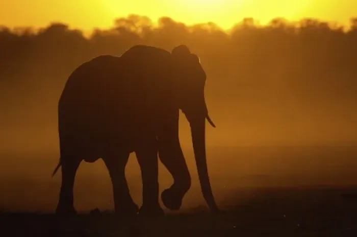 Framed Print : African elephant (Loxodonta africana) at sunset. Males are usually solitary or sometimes Framed Print : African elephant (Loxodonta africana) at sunset. Males are usually solitary or sometimes