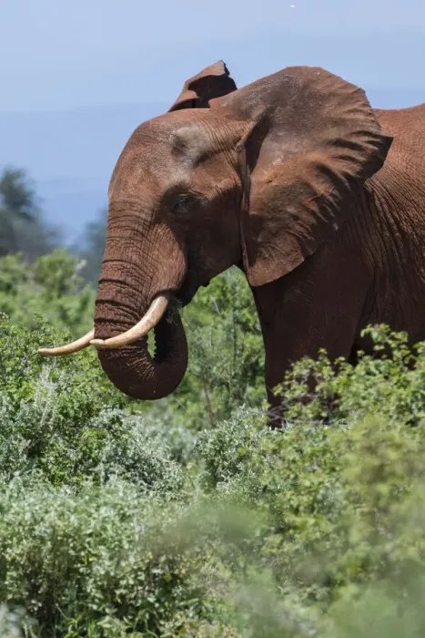 Framed Print : African elephant, Loxodonta africana, Tsavo, Kenya