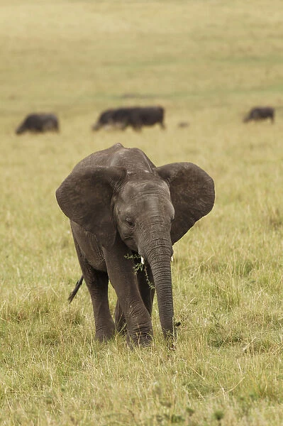 African elephant, Masai Mara, Kenya, Africa