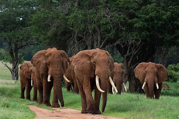 An African elephant parade, Loxodonta Africana, walking. Voi, Tsavo, Kenya