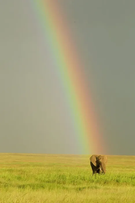Framed Print : African elephant after rainstorm with rainbow, Serengeti National Park, Tanzania, Africa Framed Print : African elephant after rainstorm with rainbow, Serengeti National Park, Tanzania, Africa