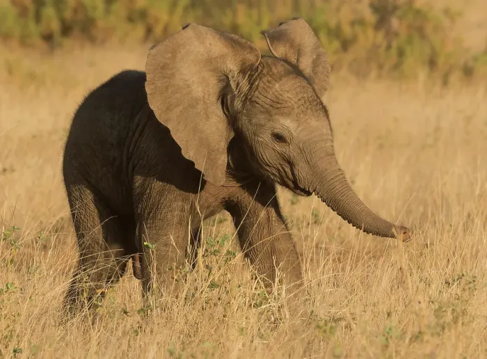 Framed Print : African elephant, Samburu Game Reserve, Kenya, Africa