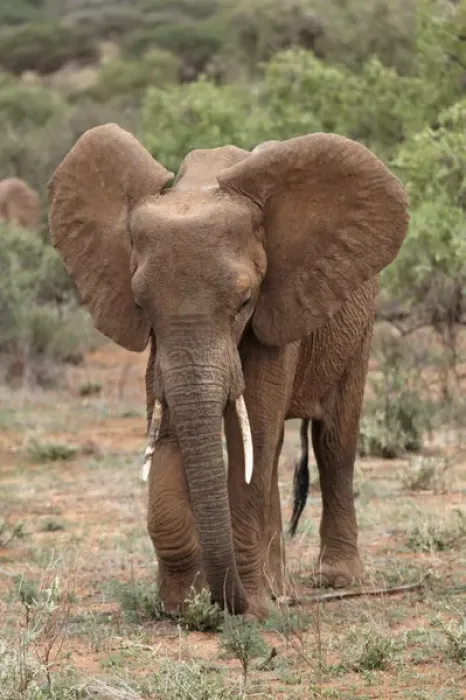 Framed Print : African Elephant, Samburu National Game Reserve, Kenya; Africa