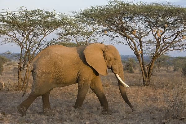 African Elephant at Samburu NP, Kenya