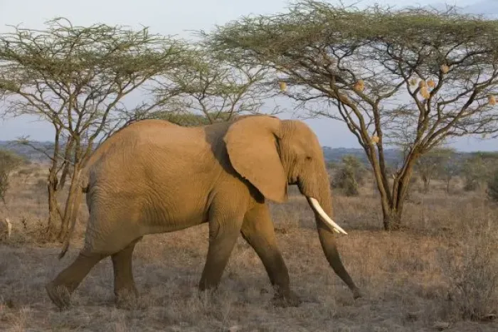 Framed Print : African Elephant at Samburu NP, Kenya Framed Print : African Elephant at Samburu NP, Kenya