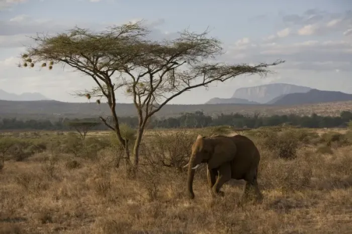 Framed Print : African Elephant at Samburu NP, Kenya