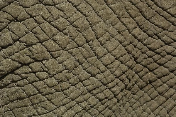 African elephant skin (Loxodonta africana)