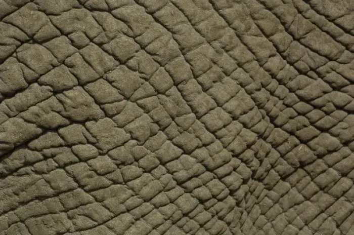 Framed Print : African elephant skin (Loxodonta africana) Framed Print : African elephant skin (Loxodonta africana)