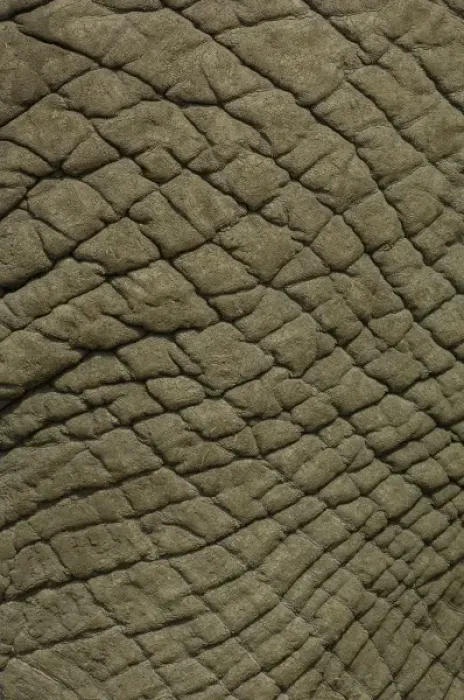 Framed Print : African elephant skin (Loxodonta africana) Framed Print : African elephant skin (Loxodonta africana)