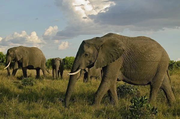 African Elephants grazing, Loxodonta africana, Masai Mara, Kenya