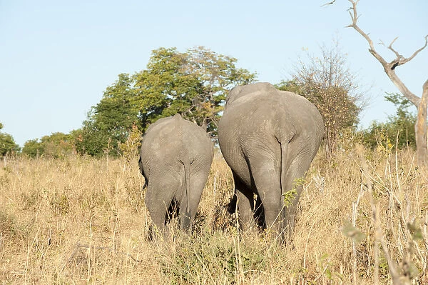 African Elephants (Loxodonta africana), Chobe National Park, Botswana