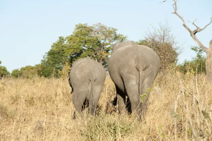 Framed Print : African Elephants (Loxodonta africana), Chobe National Park, Botswana Framed Print : African Elephants (Loxodonta africana), Chobe National Park, Botswana