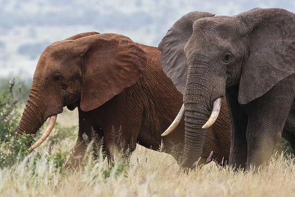 Two African elephants, Loxodonta africana, one of them red for the color of the Tsavo