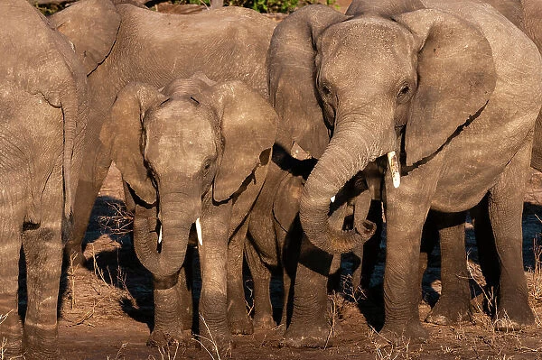 African elephants, Loxodonta Africana, on the banks of the Chobe River, Chobe National Park, Kasane, Botswana
