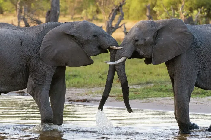 Framed Print : Two African elephants, Loxodonta Africana, sparring in Okavango Delta's Khwai Concession. Botswana Framed Print : Two African elephants, Loxodonta Africana, sparring in Okavango Delta's Khwai Concession. Botswana