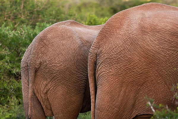 Back of African elephants, Loxodonta Africana