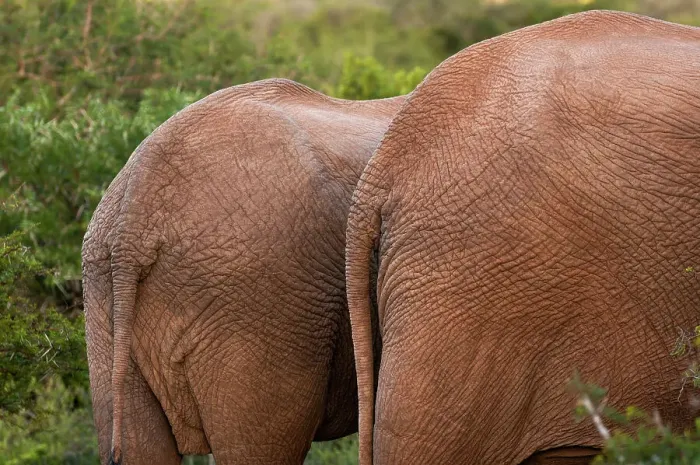 Framed Print : Back of African elephants, Loxodonta Africana Framed Print : Back of African elephants, Loxodonta Africana