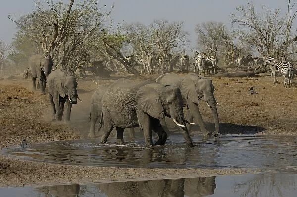 African elephants (Loxodonta africana) at waterhole with zebra coming in from the forest behind