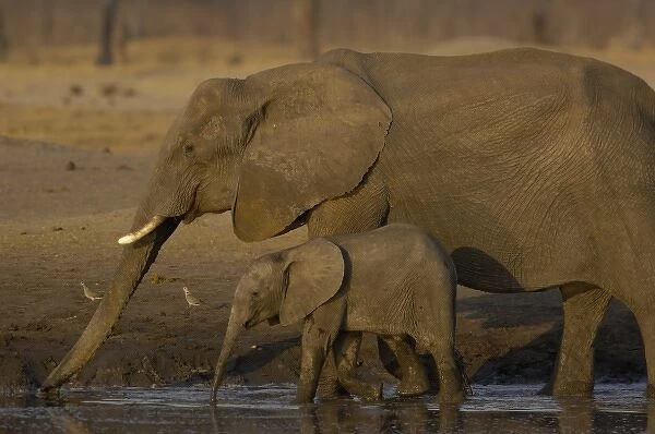 African elephants (Loxodonta africana) mother and young. Makalolo Plains, Hwange National Park