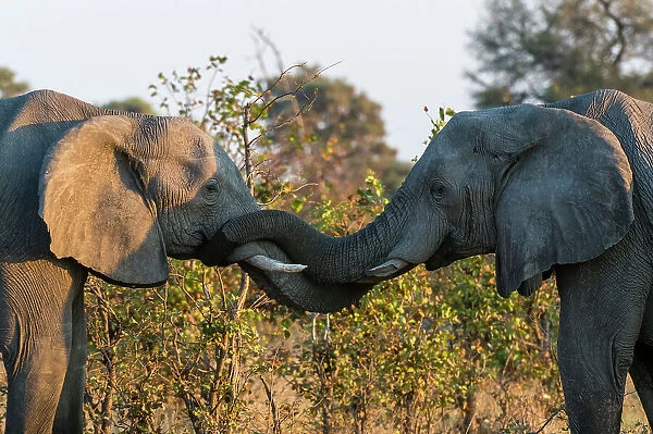 Two African elephants, Loxodonta Africana, sparring. Okavango Delta, Botswana