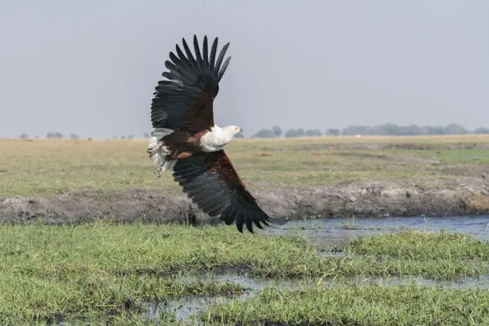 Framed Print : African Fish eagle (Haliaeetus vocifer) in flight over the marshland along the Chobe River Framed Print : African Fish eagle (Haliaeetus vocifer) in flight over the marshland along the Chobe River