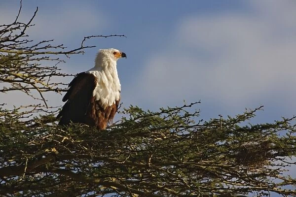 African Fish Eagle, Lake Nakuru National Park, Kenya. Haliaeetus vocifer