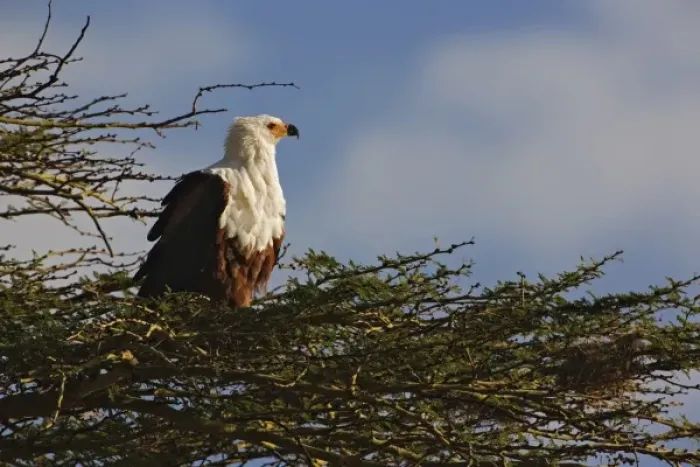 Framed Print : African Fish Eagle, Lake Nakuru National Park, Kenya. Haliaeetus vocifer Framed Print : African Fish Eagle, Lake Nakuru National Park, Kenya. Haliaeetus vocifer
