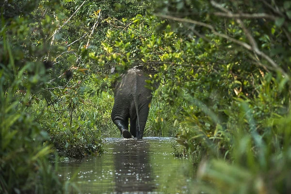 African forest elephant, Lekoli River, Republic of Congo (Congo - Brazzaville), AFRICA