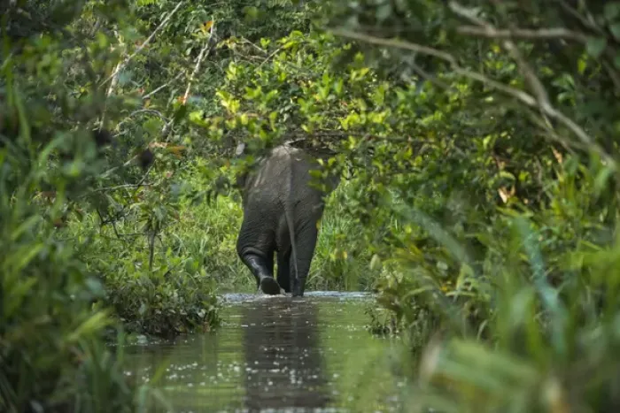 Framed Print : African forest elephant, Lekoli River, Republic of Congo (Congo - Brazzaville), AFRICA Framed Print : African forest elephant, Lekoli River, Republic of Congo (Congo - Brazzaville), AFRICA