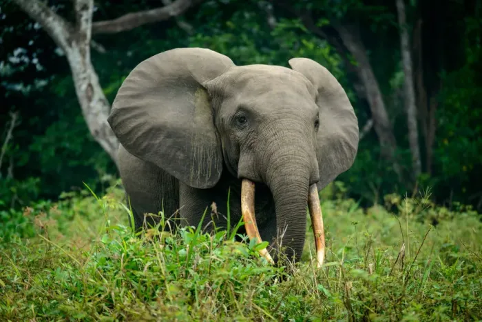 Framed Print : African forest elephant (Loxodonta cyclotis). Odzala-Kokoua National Park. Cuvette-Ouest Region