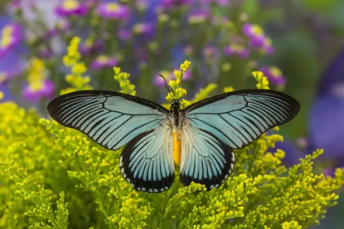 Framed Print : African Giant Blue Swallowtail Butterfly, Papilio zalmoxis Framed Print : African Giant Blue Swallowtail Butterfly, Papilio zalmoxis