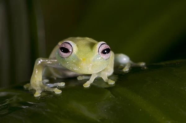 African Glass Frog, Hyperolius viridiflavus, Native to East and Southern Africa