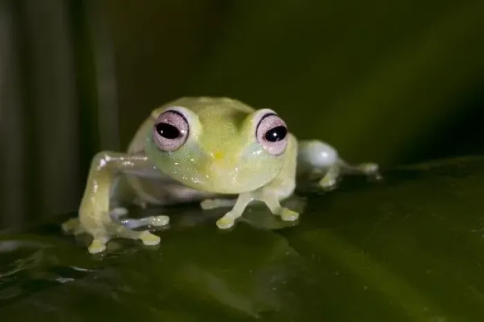 Framed Print : African Glass Frog, Hyperolius viridiflavus, Native to East and Southern Africa Framed Print : African Glass Frog, Hyperolius viridiflavus, Native to East and Southern Africa
