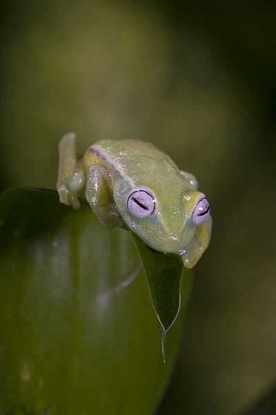 African Glass Frog Hyperolius viridiflavus Native to East and Southern Africa