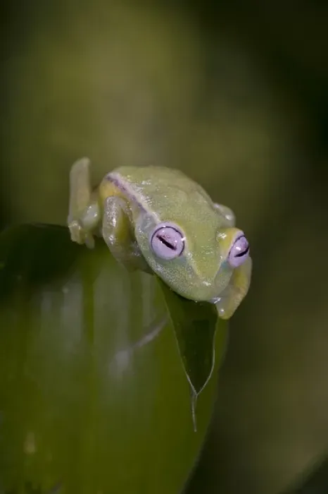 Framed Print : African Glass Frog Hyperolius viridiflavus Native to East and Southern Africa Framed Print : African Glass Frog Hyperolius viridiflavus Native to East and Southern Africa