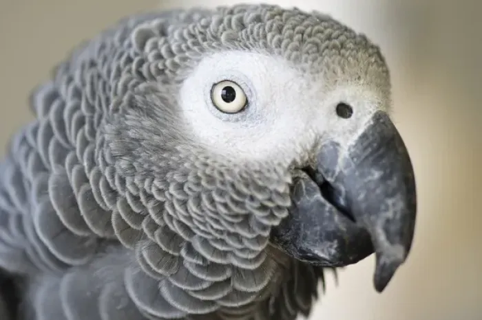 Framed Print : African Grey Parrot face close-up Framed Print : African Grey Parrot face close-up