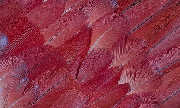 African Grey Parrot tail feathers