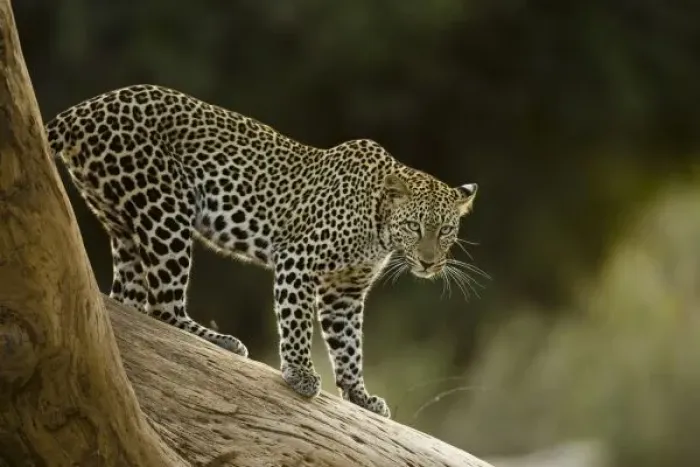Framed Print : African Leopard