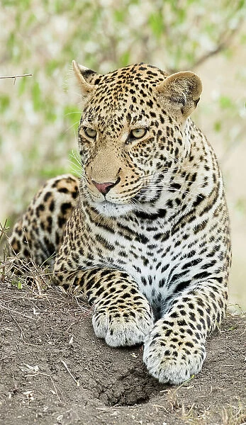 African leopard, Kenya, Africa