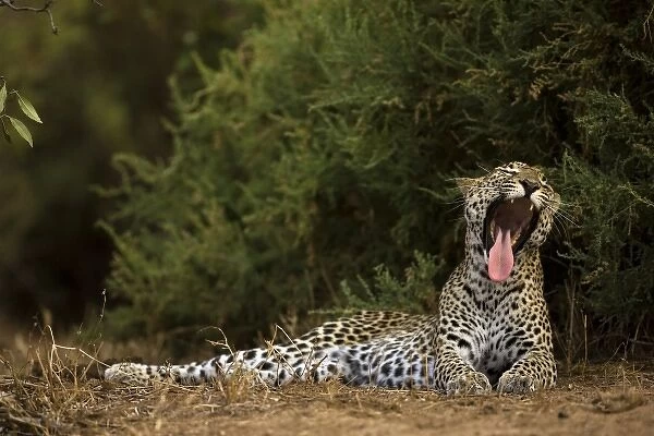 African Leopard, Panthera pardus, yawning in the Masai Mara GR, Kenya, East Africa