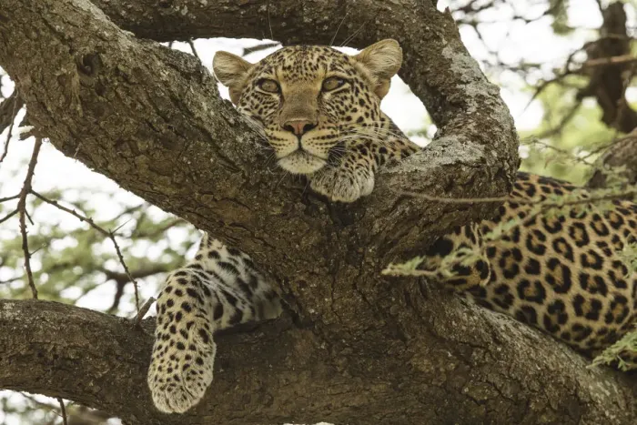 Framed Print : African leopard in tree, Panthera pardus pardus, Serengeti National Park, Tanzania Framed Print : African leopard in tree, Panthera pardus pardus, Serengeti National Park, Tanzania