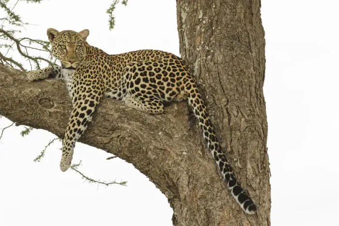 Framed Print : African leopard in tree, Panthera pardus pardus, Serengeti National Park, Tanzania Framed Print : African leopard in tree, Panthera pardus pardus, Serengeti National Park, Tanzania